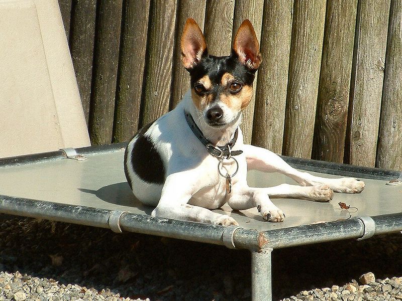Big dog lovers may want to reconsider after meeting these 12 surprisingly impressive little breeds 13 Rat Terrier
