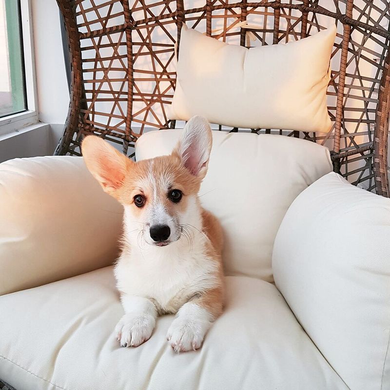 20 dog breeds that react the moment they think something is about to happen 21 Corgi