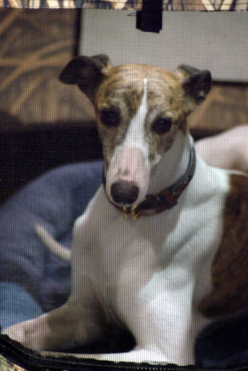 The most comfortable relationships often come from these 11 quietly confident dog breeds 11 Whippet