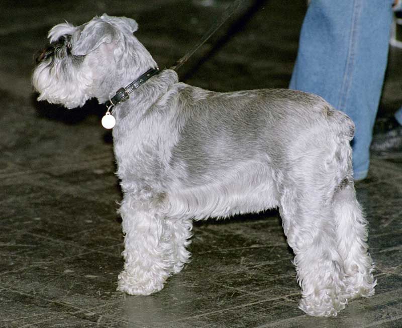 Miniature Schnauzer