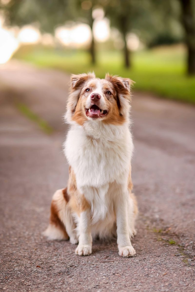 25 Energetic Dog Breeds That Love Hiking and Outdoor Adventures 3 Australian Shepherd