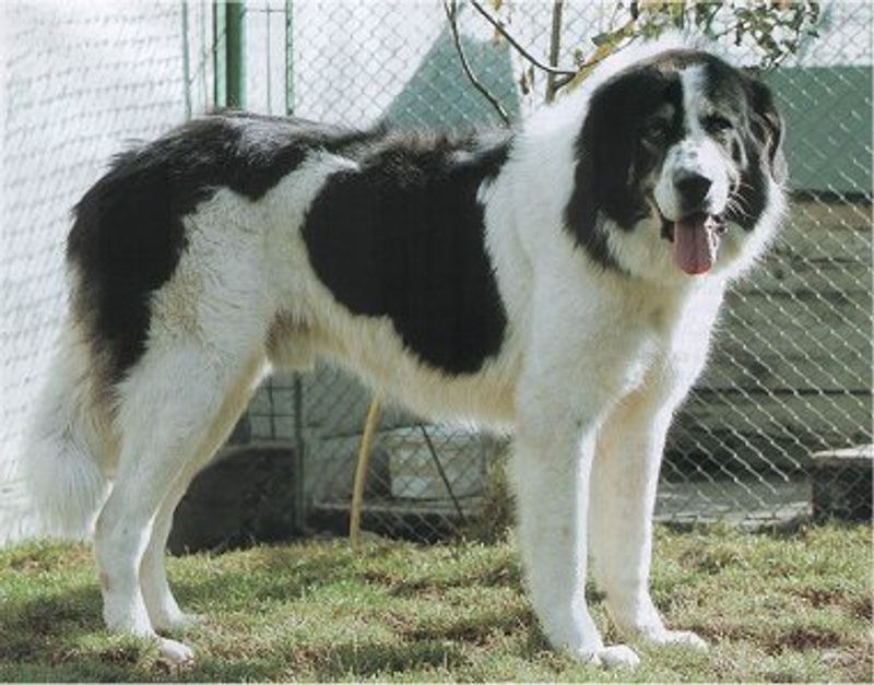 16 Incredibly Powerful Dog Breeds Strong Enough to Pull a Truck 14 Romanian Bucovina Shepherd