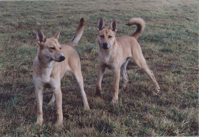 Carolina dog