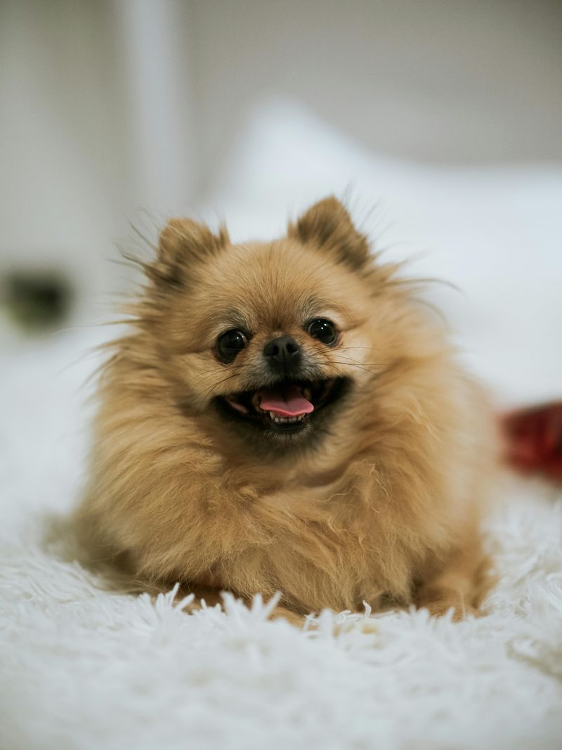 Pomeranian