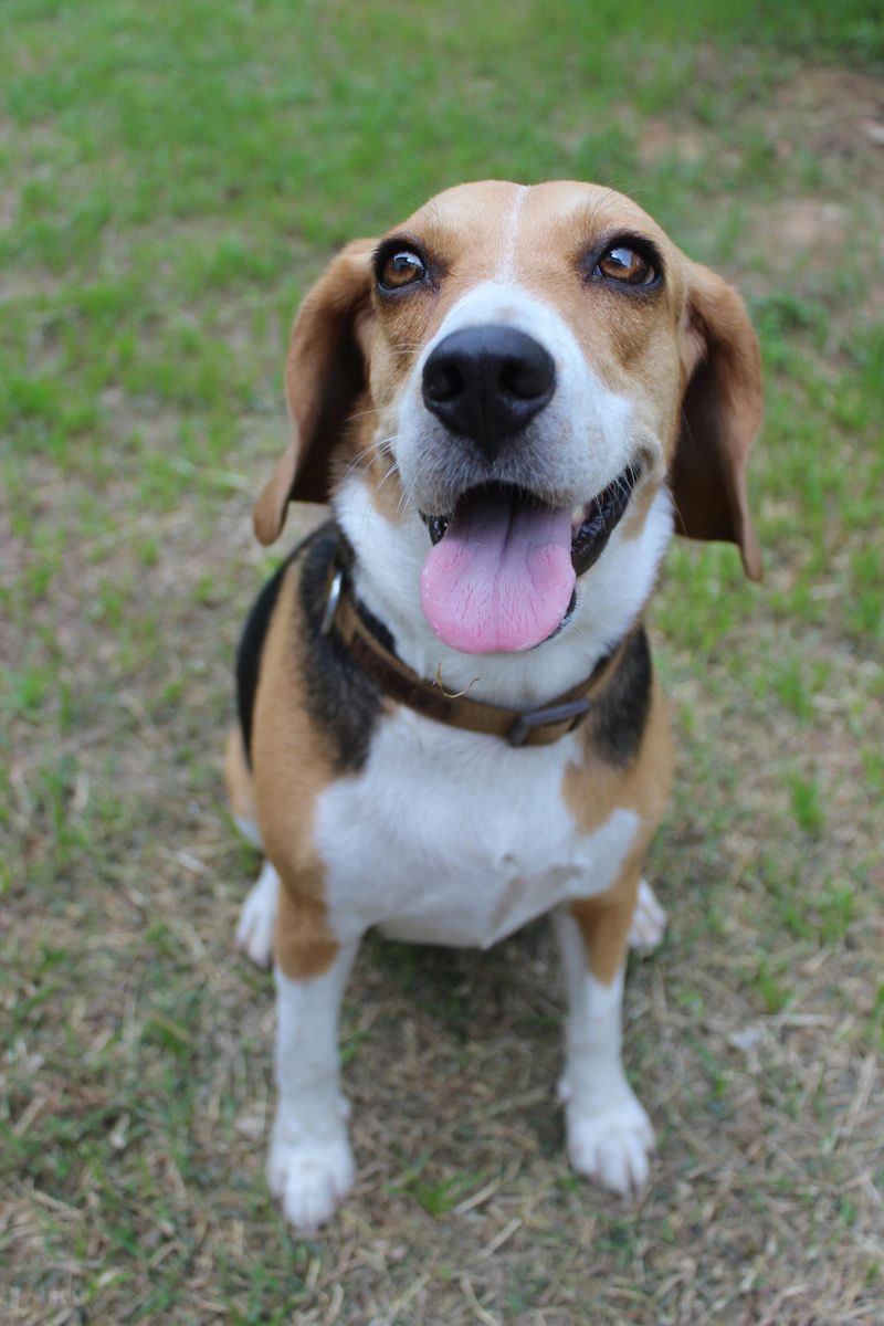 Beagle