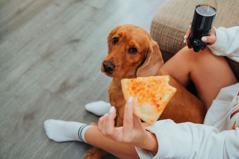 These 11 feeding habits quietly damage your dog's digestion over time 8 Giving rich or fatty foods
