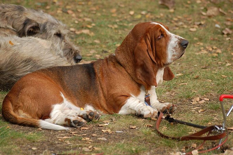 12 dog breeds that stay happy with very little exercise 3 Basset Hound