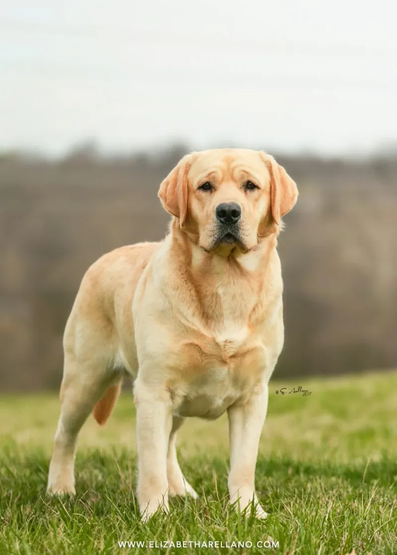 16 dog breeds that react differently depending on the time of day 2 Labrador Retriever