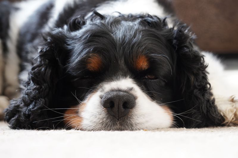 Short on space? These dog breeds may fit your home better than expected 5 Cavalier King Charles Spaniel