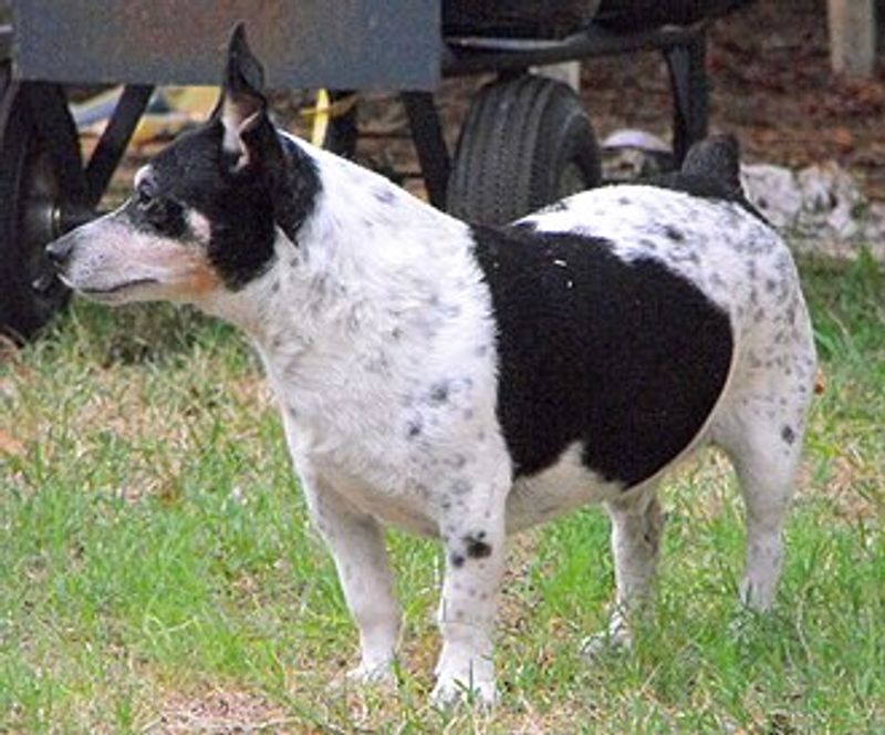 Teddy Roosevelt Terrier