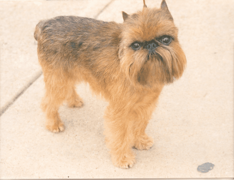 If ordinary dogs bore you, these 11 breeds bring serious personality 7 Brussels Griffon