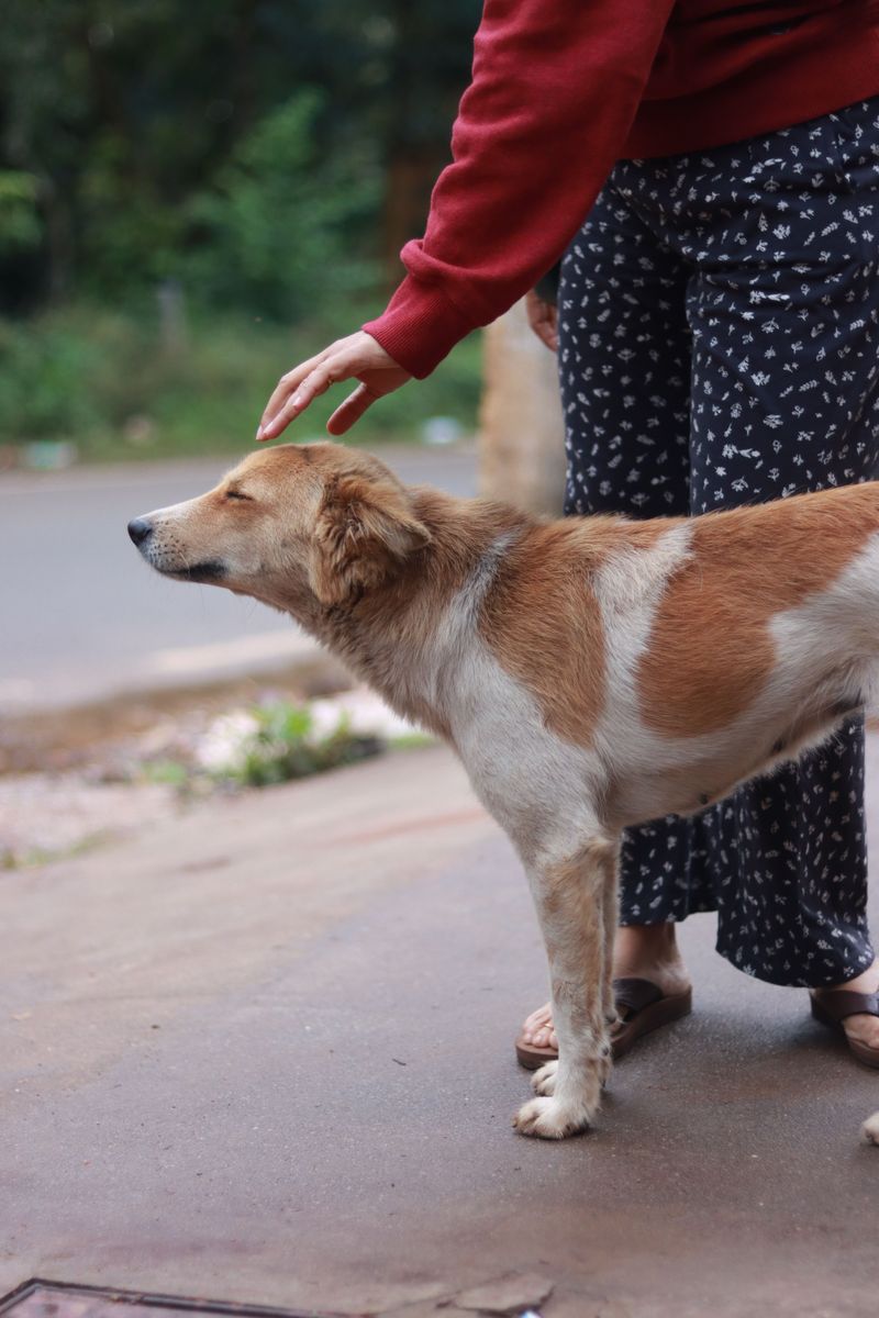 10 moments when correcting your dog may silence information you actually needed to hear 10 Pausing before an unfamiliar object
