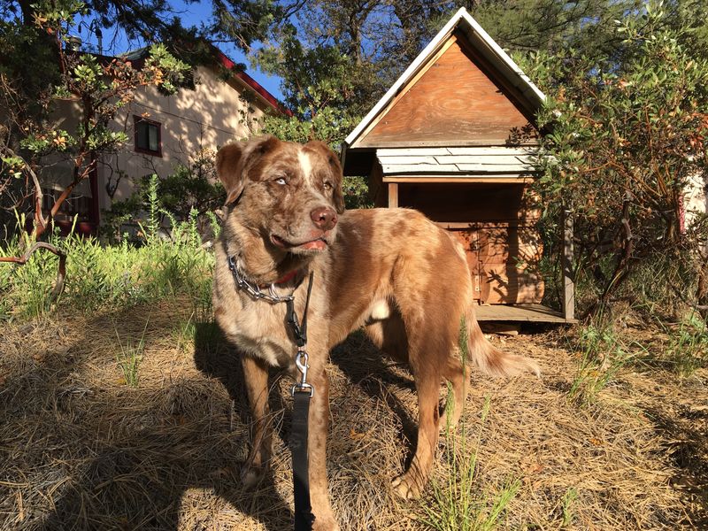 13 water-loving dog breeds that feel completely at home in lakes and oceans 3 Chesapeake Bay Retriever
