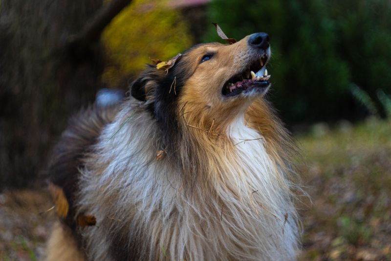 Collie