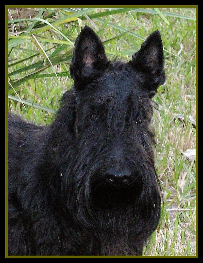 Think family dogs divide their affection equally? These breeds may create a very different pecking order 11 Scottish Terrier