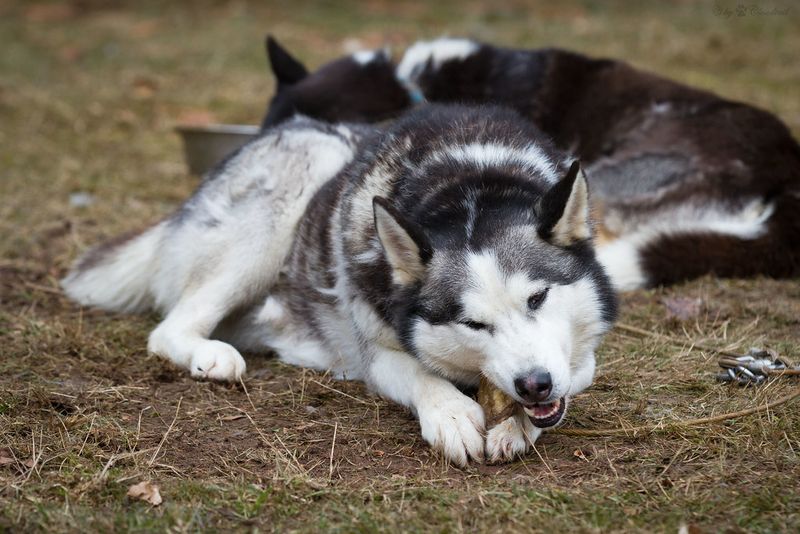 11 dog breeds known for powerful and constant chewing 8 Siberian Husky