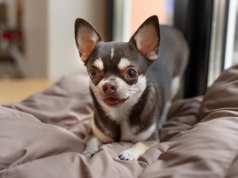 21 Dog Breeds More Likely to Develop Dental Problems 2 Chihuahua