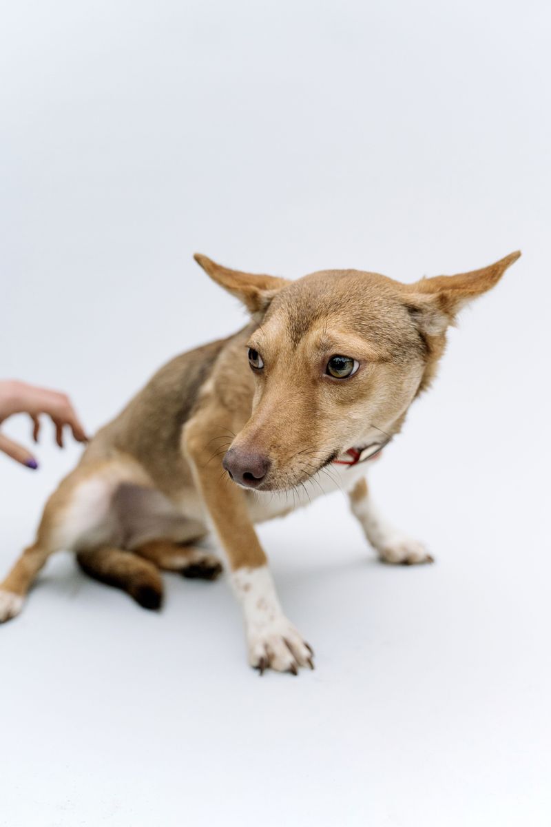 These 15 dog behavior mistakes are surprisingly common - even among knowledgeable owners 6 Ignoring subtle stress signals
