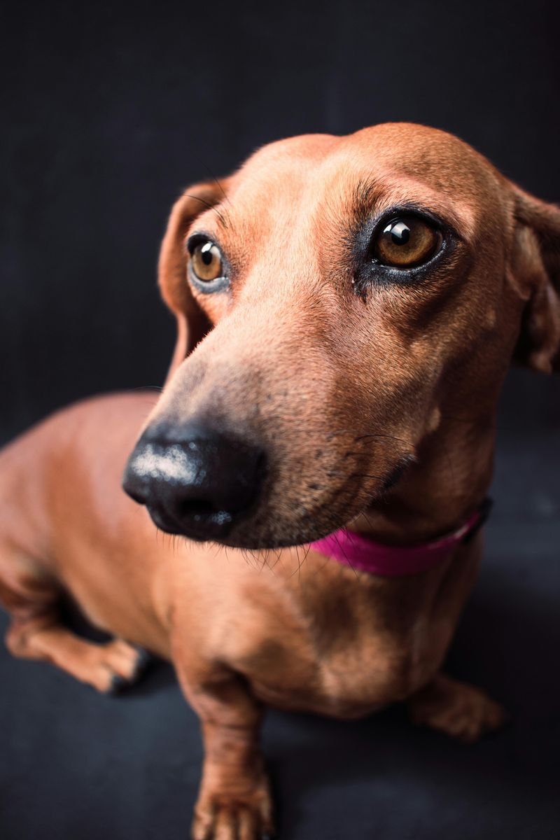 14 tiny dog breeds with huge personalities and zero fear 5 Dachshund