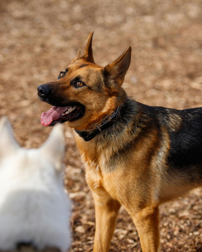 German Shepherd