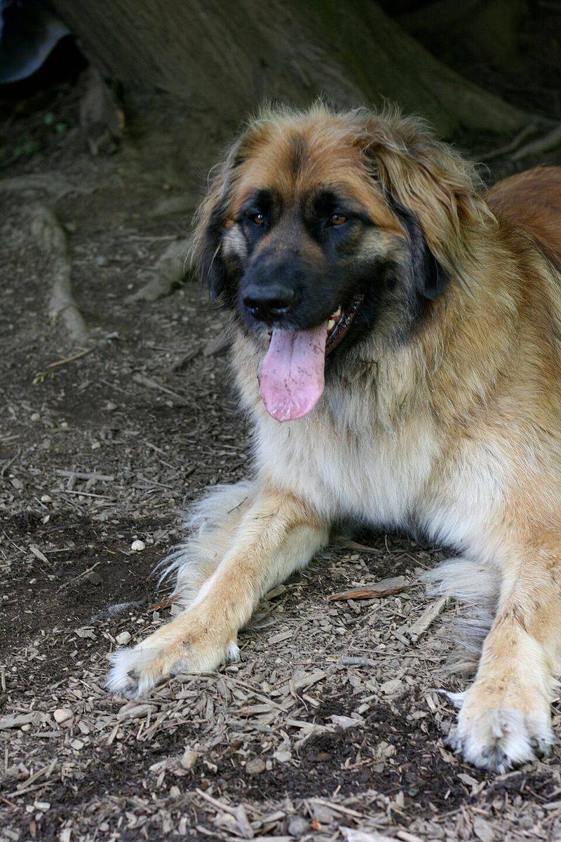 Some dog breeds choose cool floors for reasons many owners misunderstand 11 Leonberger