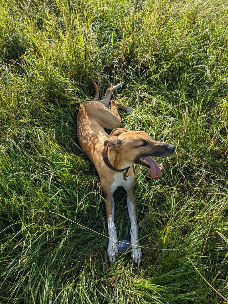 Some dogs can live beautifully with cats - These breeds may make compatibility more complicated 7 Greyhound