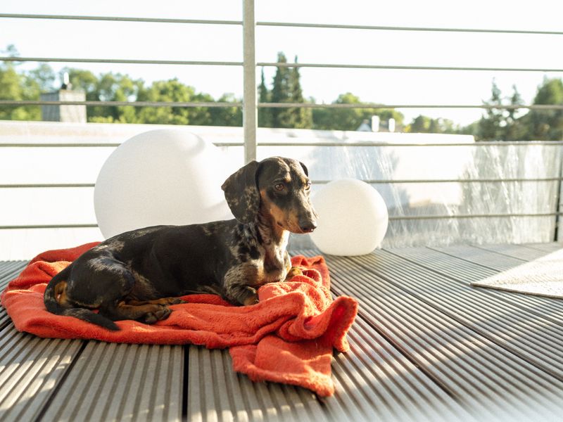 10 dogs whose habits may remind you of someone you know - plus 2 with a more independent streak 6 Dachshund