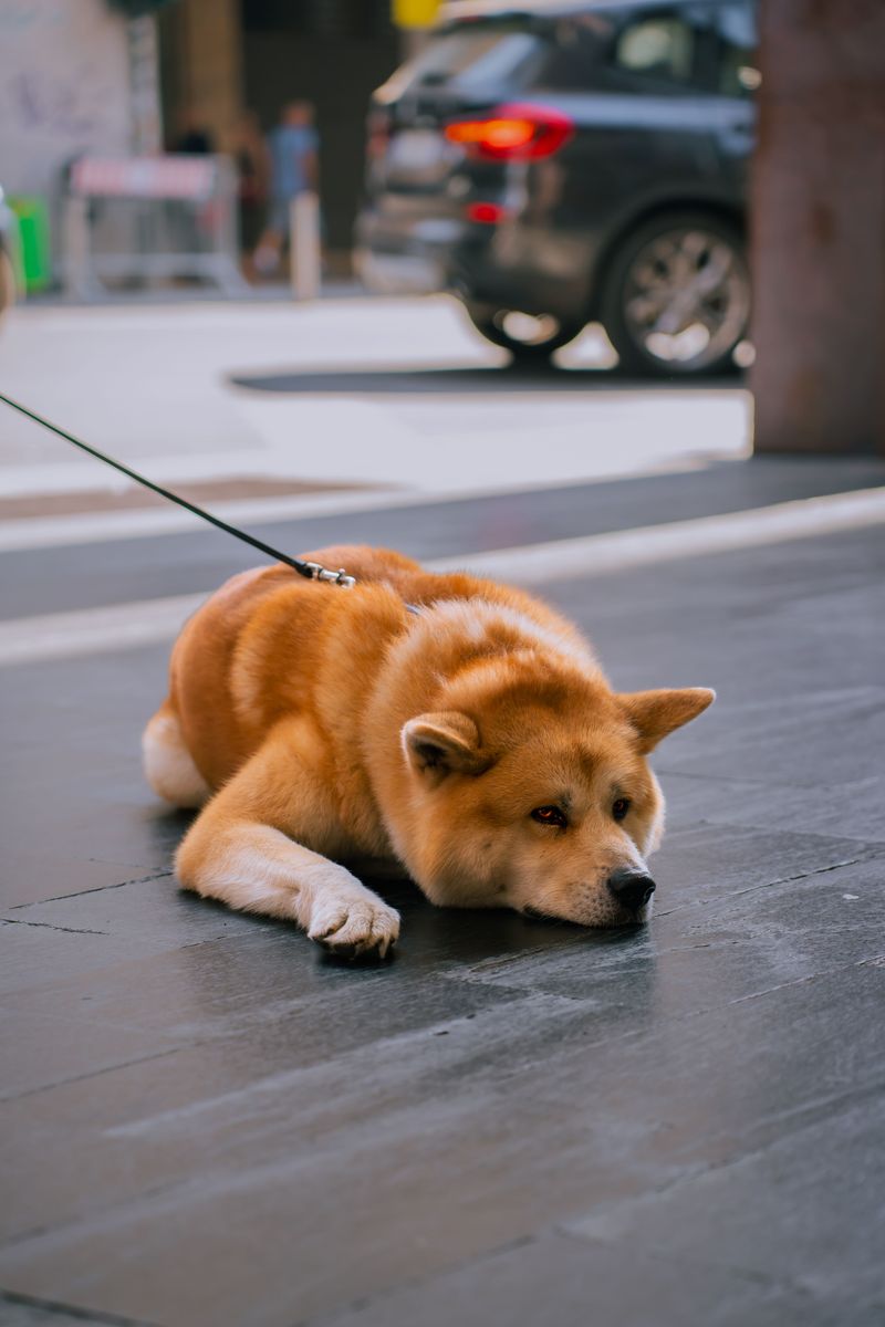 Akita