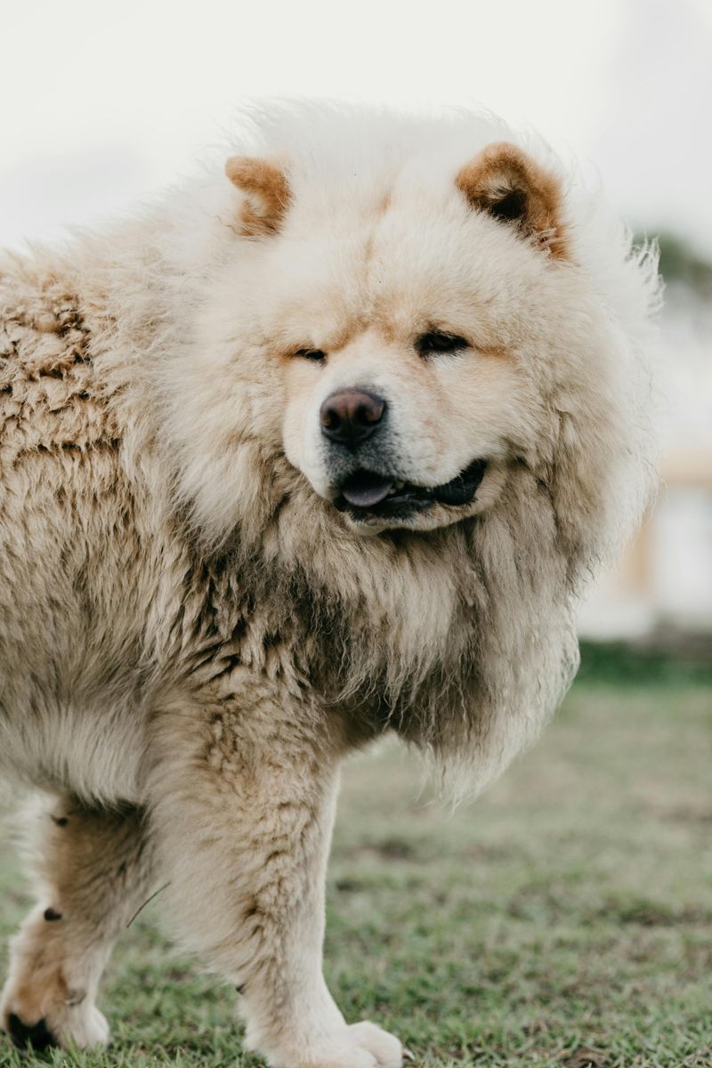 28 Dog Breeds That Demand Patience, Skill, and Leadership 15 Chow Chow