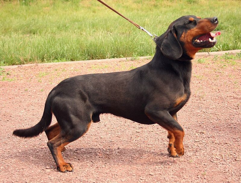 Slovakian Hound (Slovenský Kopov)