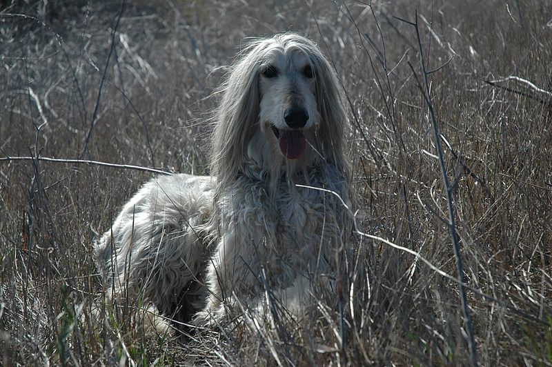 10 dog breeds owners often misjudge because stress looks a lot like stubbornness 9 Afghan Hound