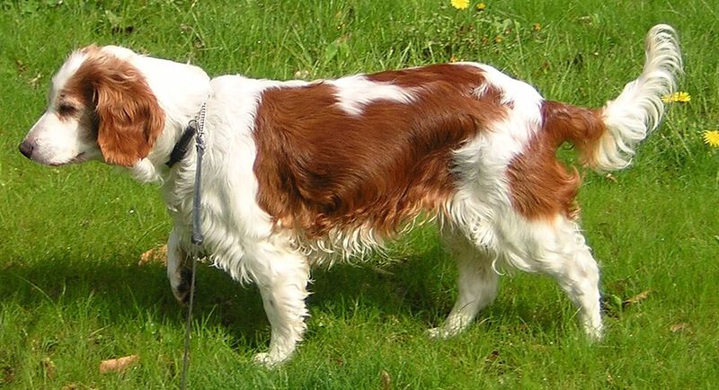 15 Dog Breeds That Share Many Traits with Labrador Retrievers 8 Welsh Springer Spaniel