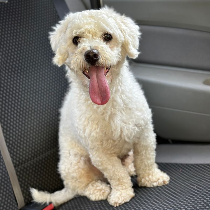 28 Dog Breeds That Show Remarkable Empathy Toward Their Owners 21 Bichon Frise
