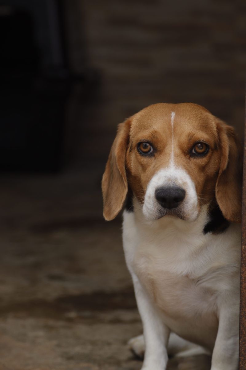 Long after puppyhood ends, these 13 dog breeds continue deepening the bond 8 Beagle