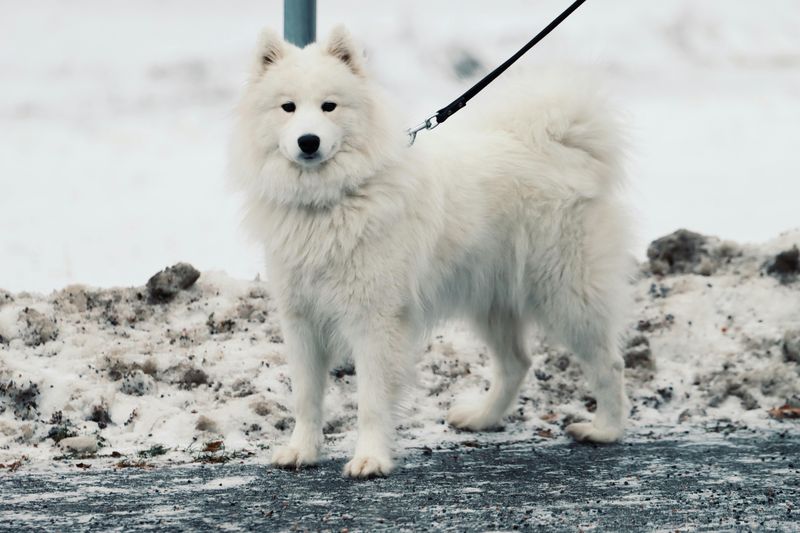 Samoyed