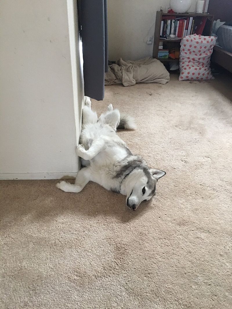Husky