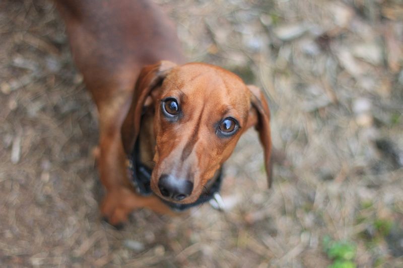 12 famous dog breeds veterinarians warn may not be the best choice 6 Dachshund