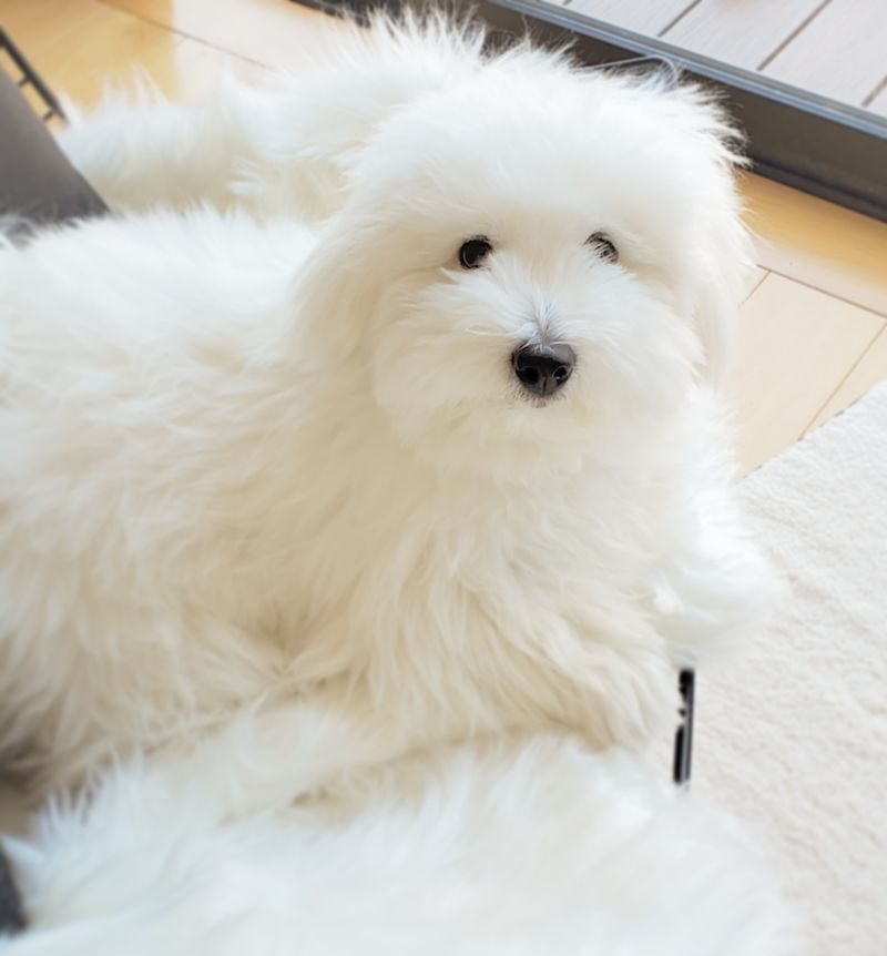 Coton de Tulear