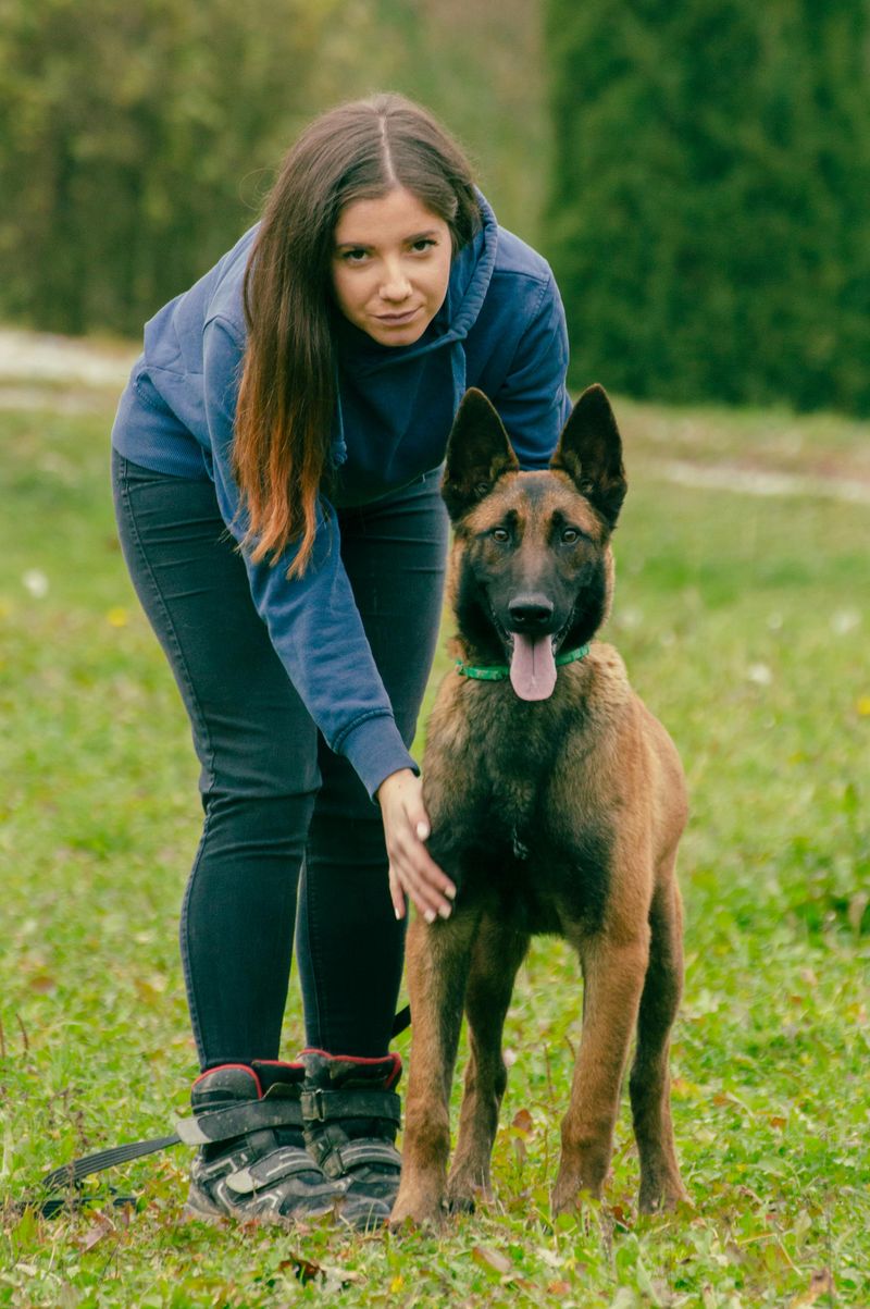 12 powerful big dog breeds that prove brains matter as much as strength 5 Belgian Malinois
