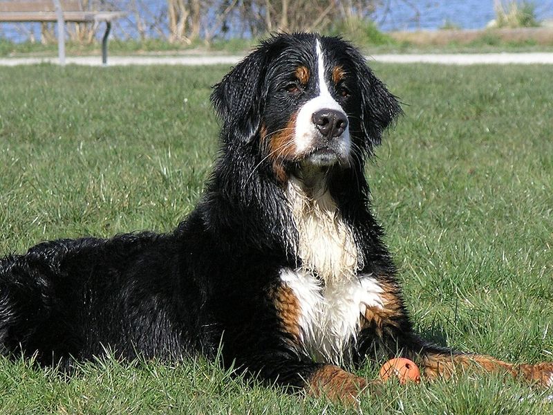 12 dog breeds that can make an ordinary evening at home feel like the best part of ownership 5 Bernese Mountain Dog