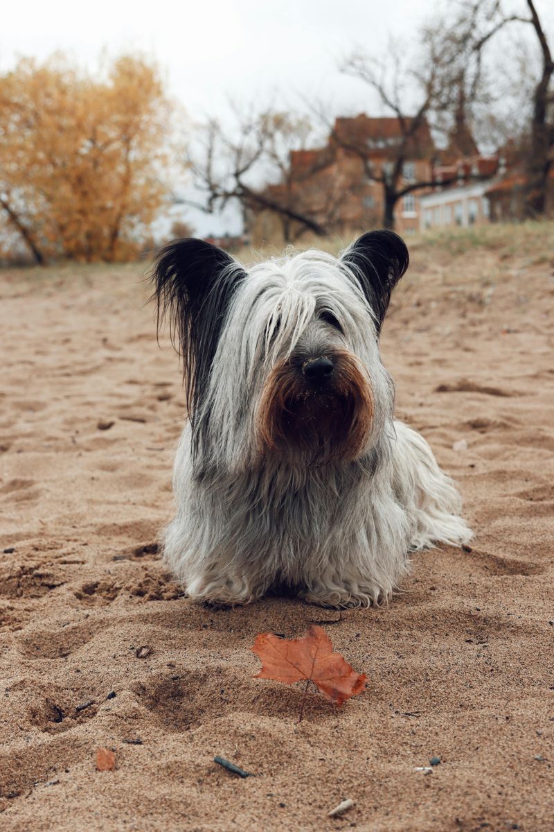 Long Back, Short Legs? 11 Breeds Where Spine-Friendly Habits Matter Most 6 Skye Terrier