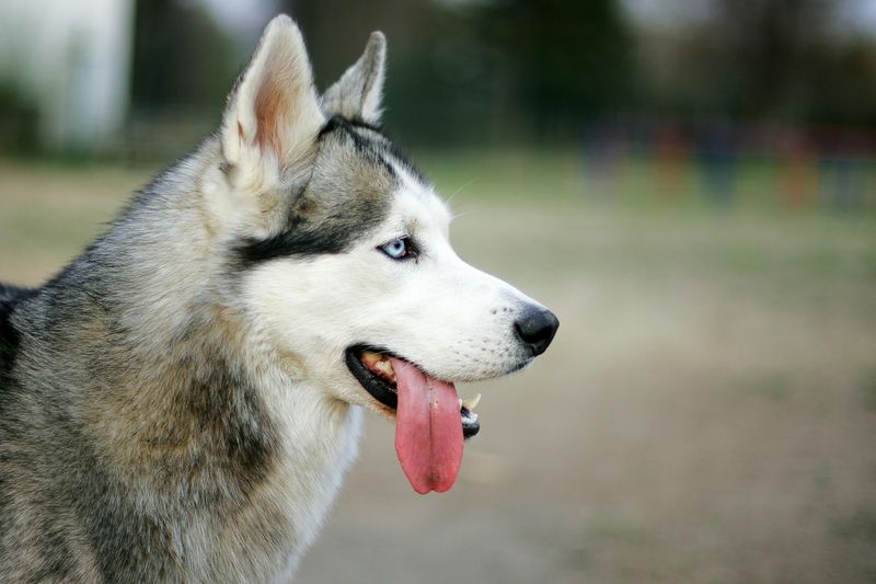 Siberian Husky