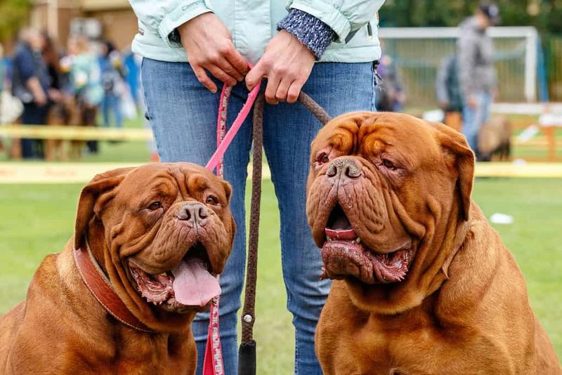 Dogue de Bordeaux
