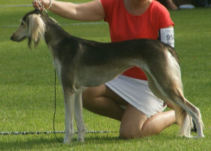 15 breeds that are shockingly fast when they decide to move 13 Saluki