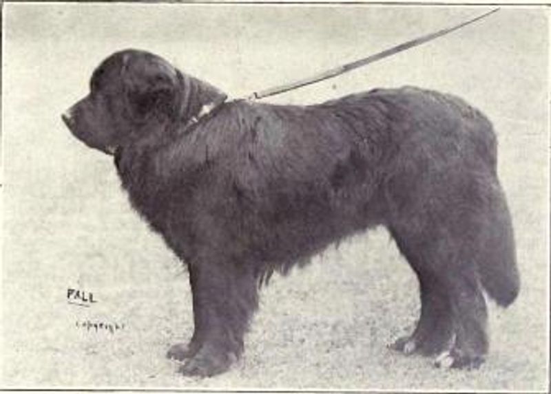 Newfoundland