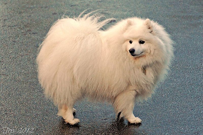 Japanese Spitz