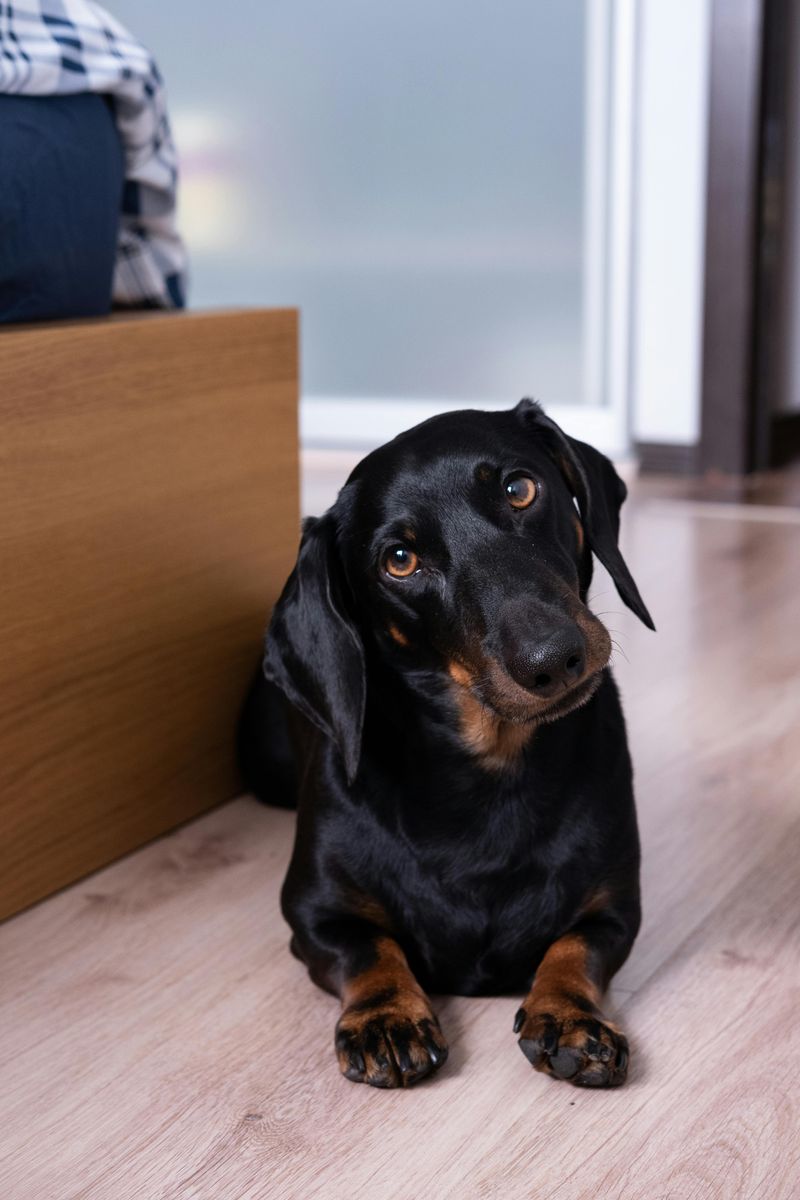 Dachshund