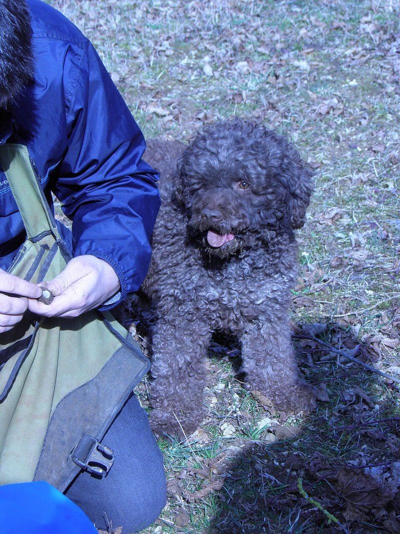26 Rare Dog Breeds You’ll Rarely Encounter but Won’t Forget 5 Lagotto Romagnolo