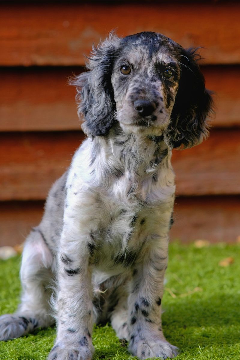 English Cocker Spaniel