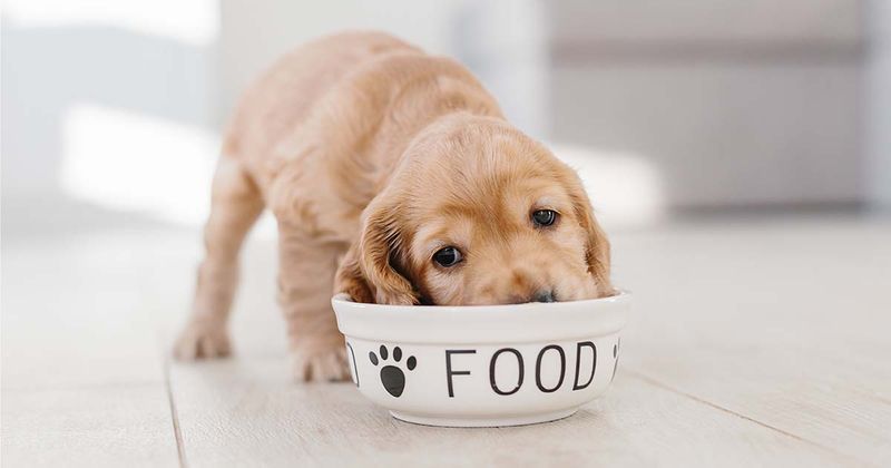 Is Fresh Dog Food Really Better Than Kibble? Vets Weigh In 6 Kibble Wins on Convenience and Cost